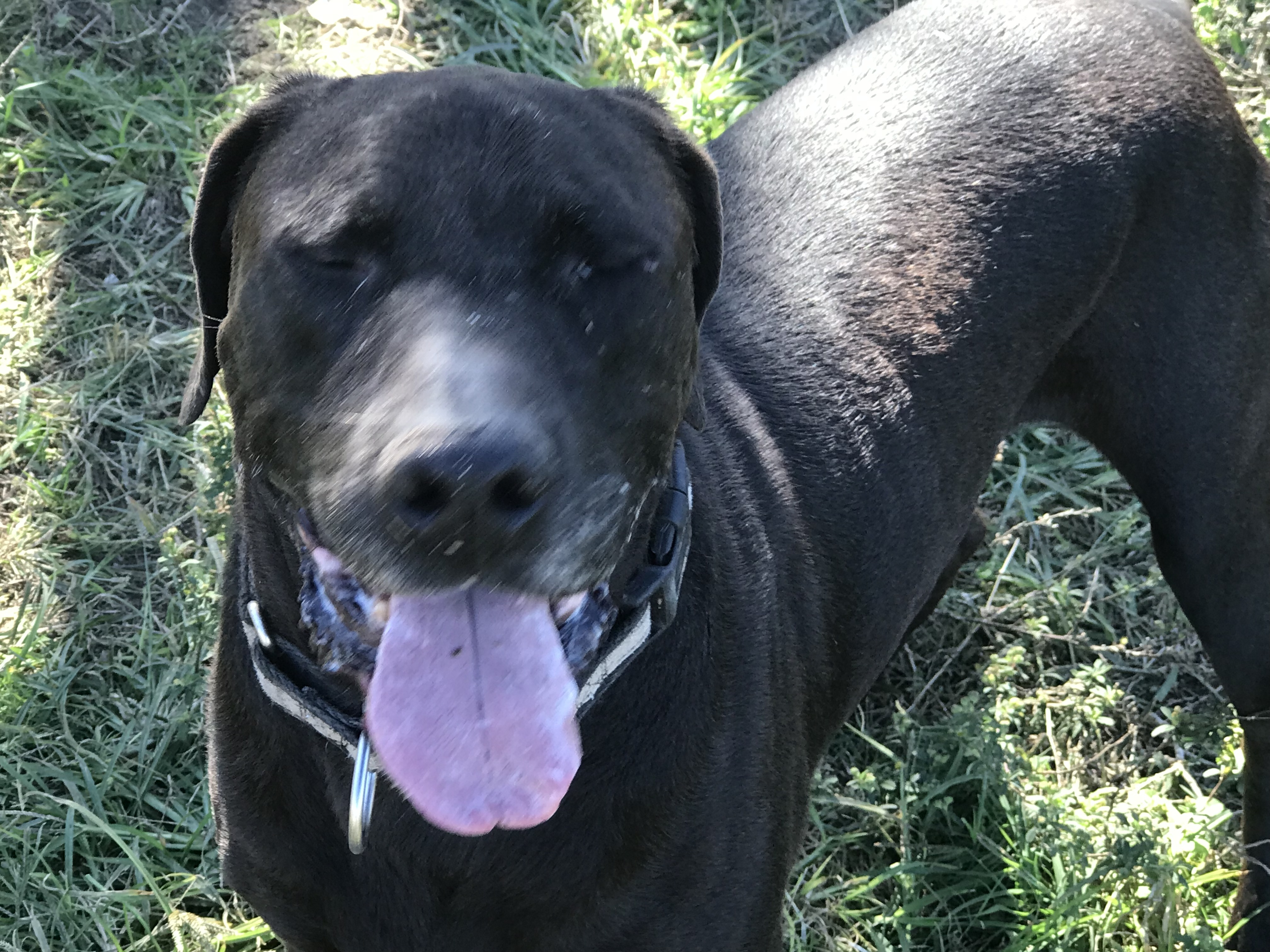 Boomer, a Adoptable Chocolate Labrador Retriever in Rockdale, TX image 4/12
