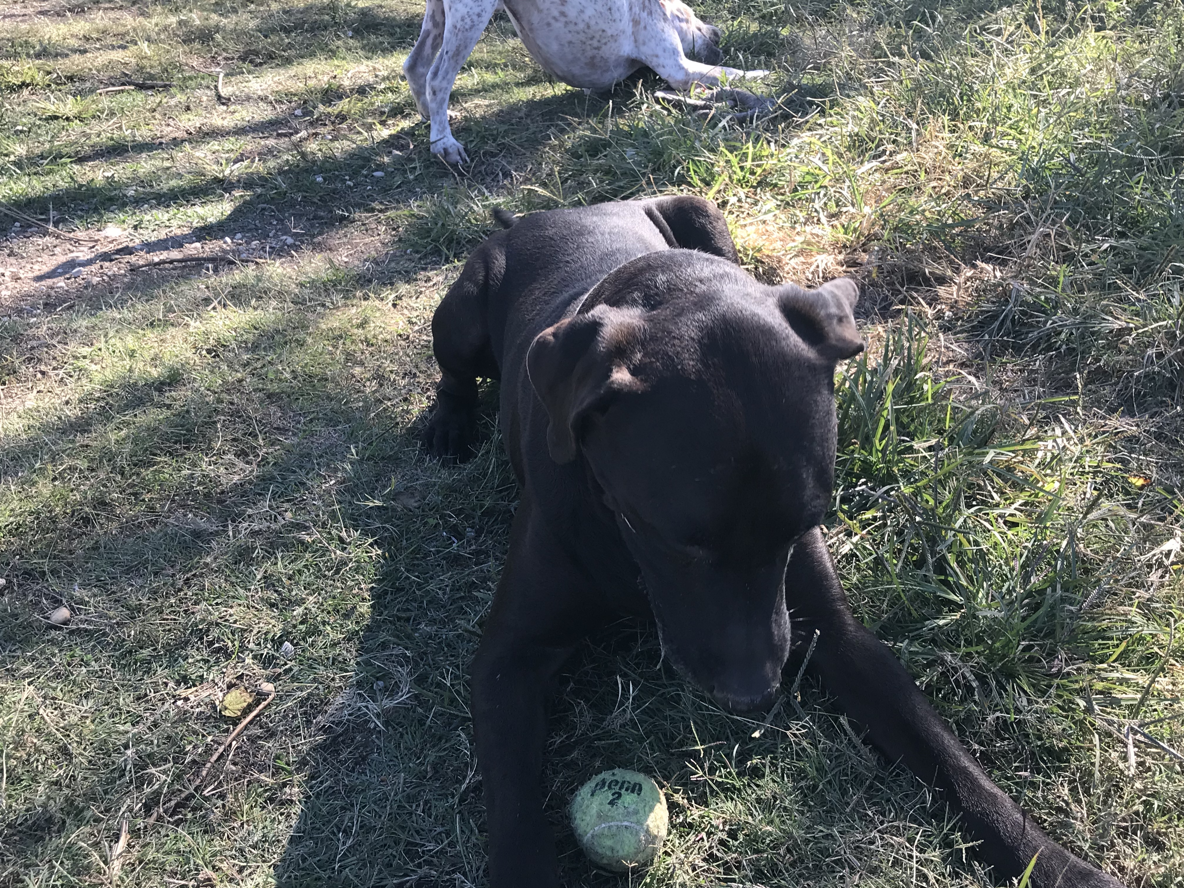 Boomer, a Adoptable Chocolate Labrador Retriever in Rockdale, TX image 5/12