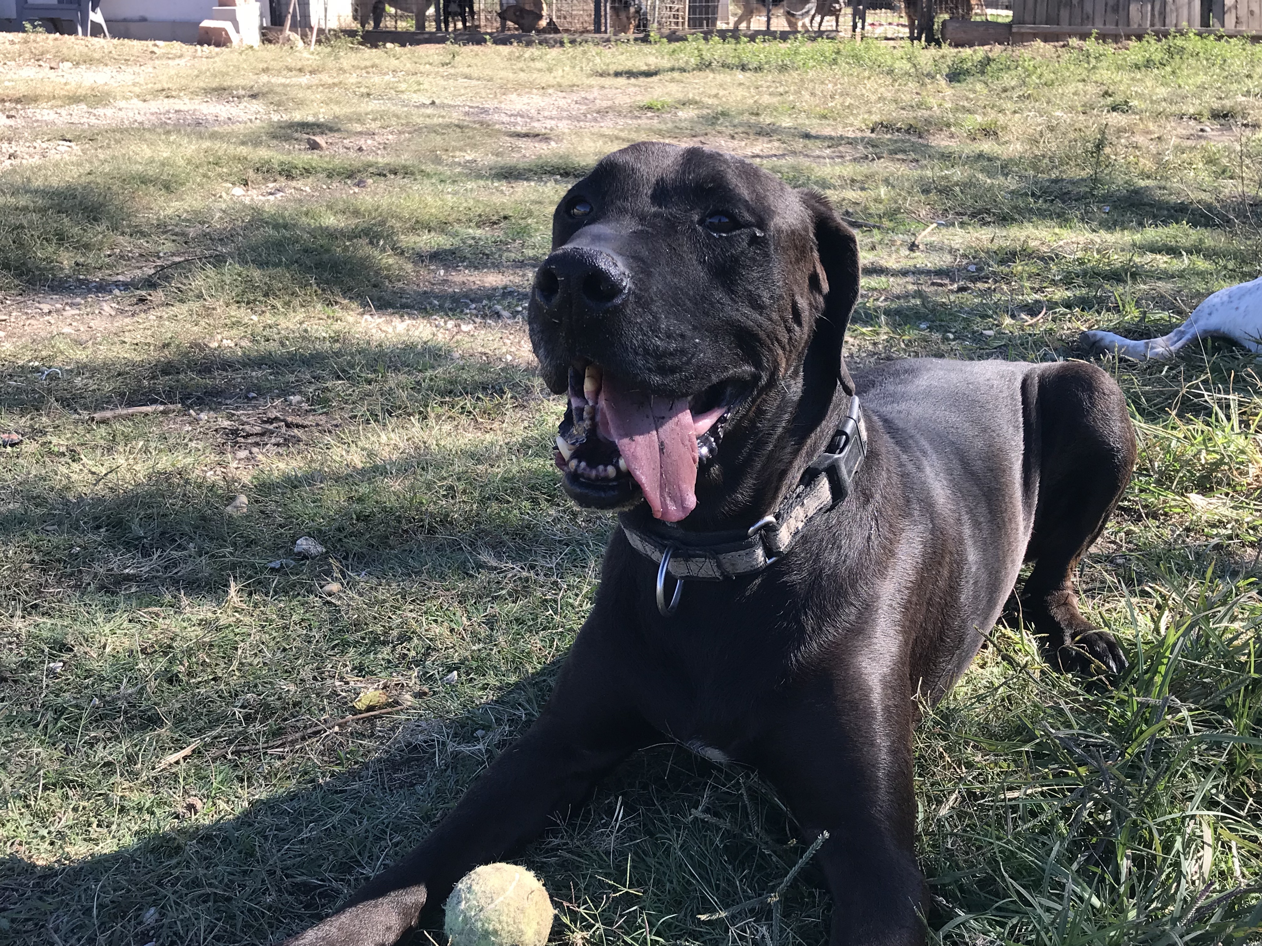 Boomer, a Adoptable Chocolate Labrador Retriever in Rockdale, TX image 6/12