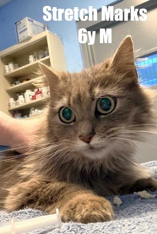Enlarge STRETCH , an adoptable Domestic Medium Hair in Pegram, TN image 1/1