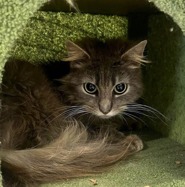Enlarge STRETCH , an adoptable Domestic Medium Hair in Pegram, TN image 2/4
