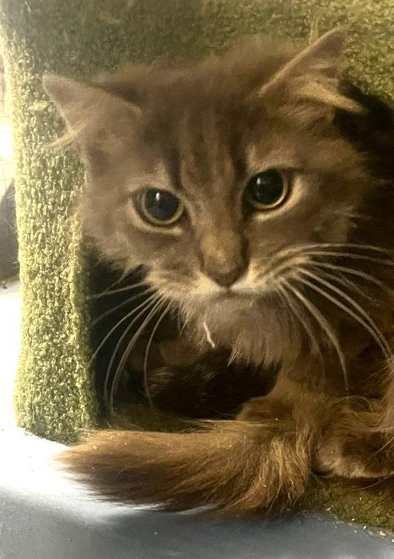 Enlarge STRETCH , an adoptable Domestic Medium Hair in Pegram, TN image 3/4