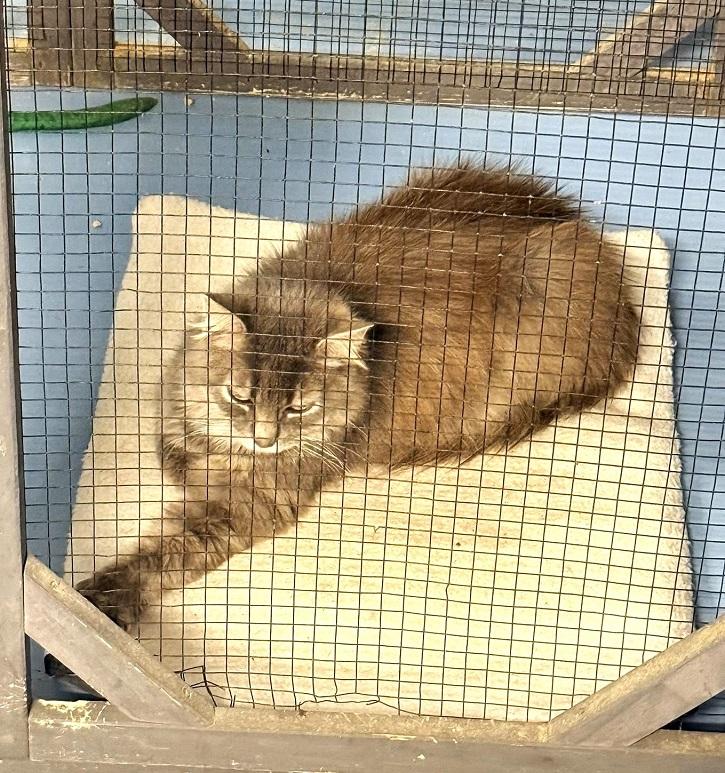 Enlarge STRETCH , an adoptable Domestic Medium Hair in Pegram, TN image 4/4