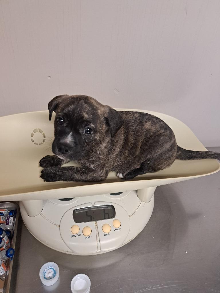 Dustin, Adoptable, Puppy Male Pug & Mixed Breed.