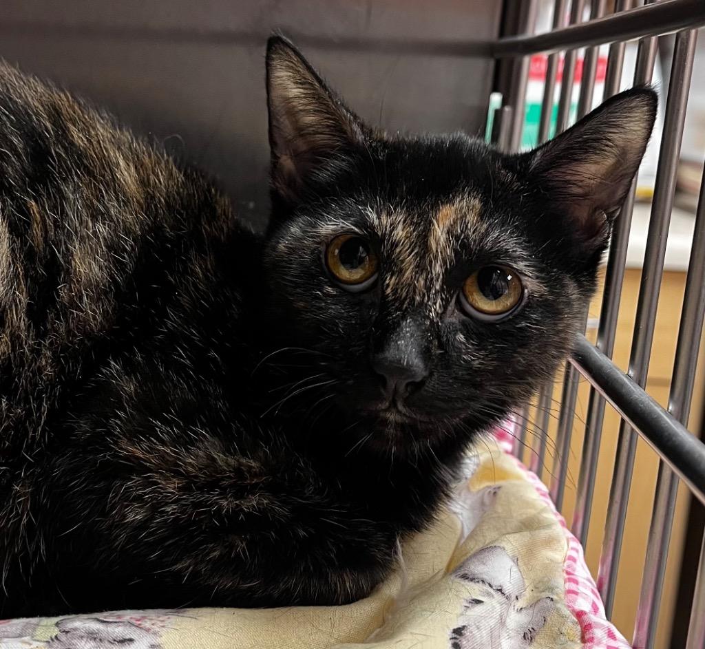 Enlarge Scary, a Adoptable mixed breed in Logan, UT image 1/2