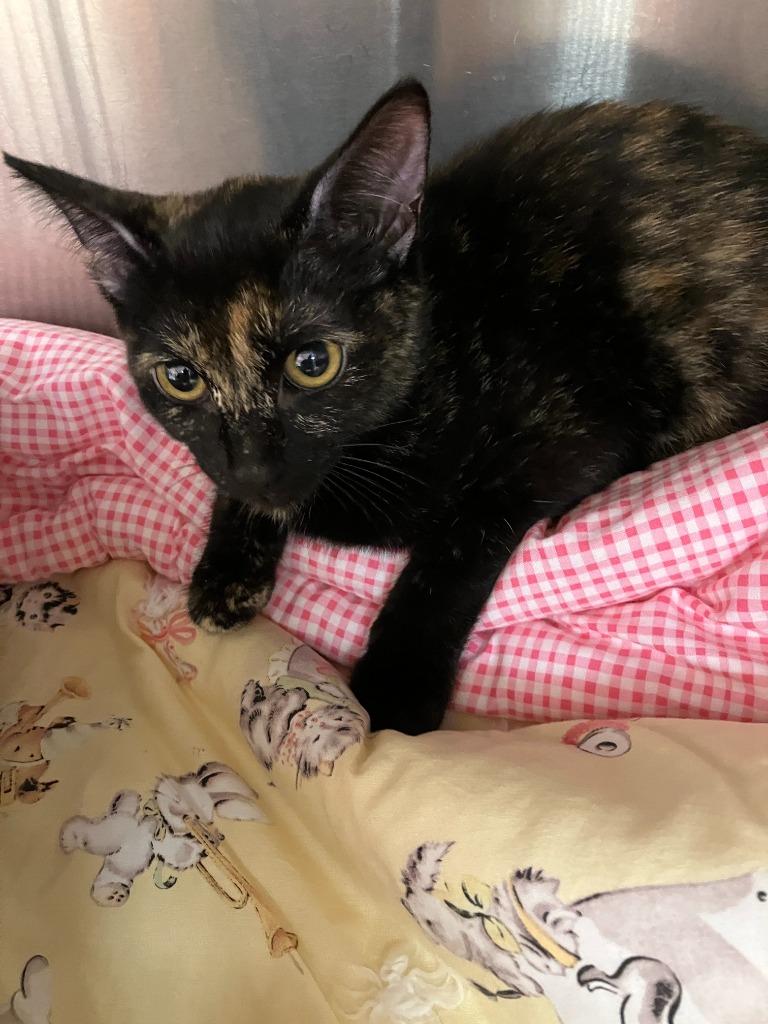 Enlarge Scary, a Adoptable mixed breed in Logan, UT image 2/2