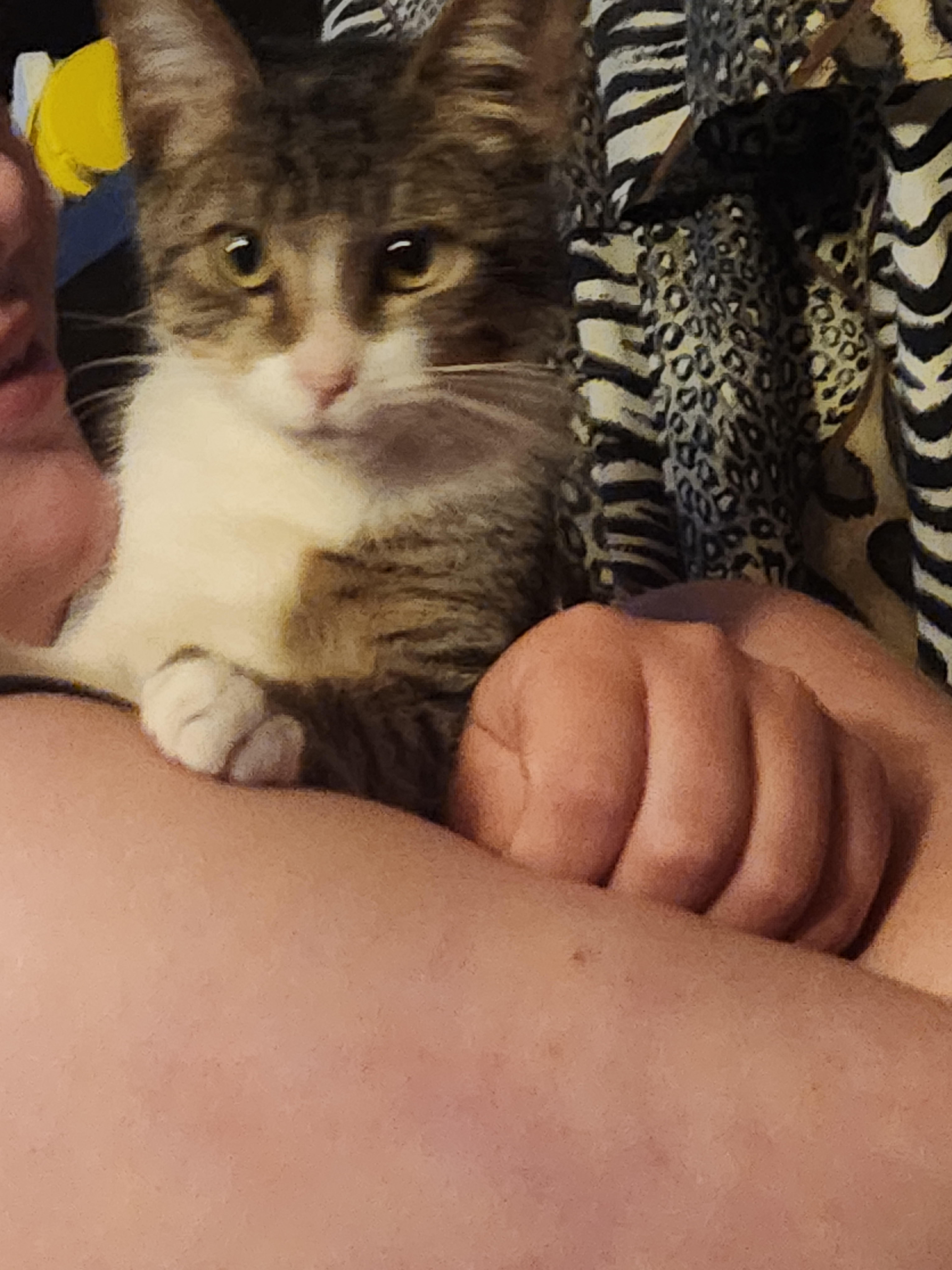 Enlarge Delgado , an adopted Domestic Short Hair in Mount Pleasant, TX image 2/3