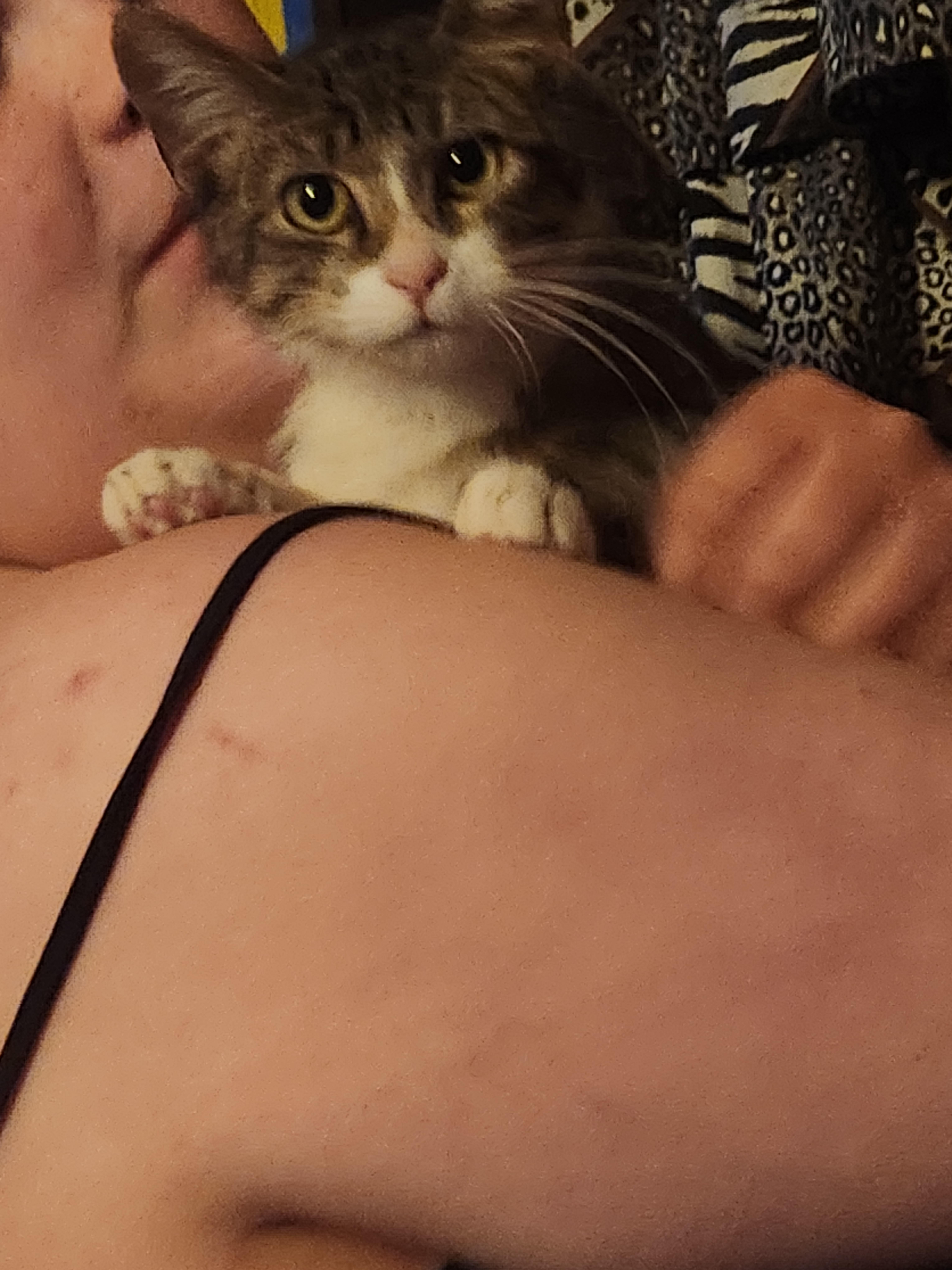 Enlarge Delgado , an adopted Domestic Short Hair in Mount Pleasant, TX image 1/3