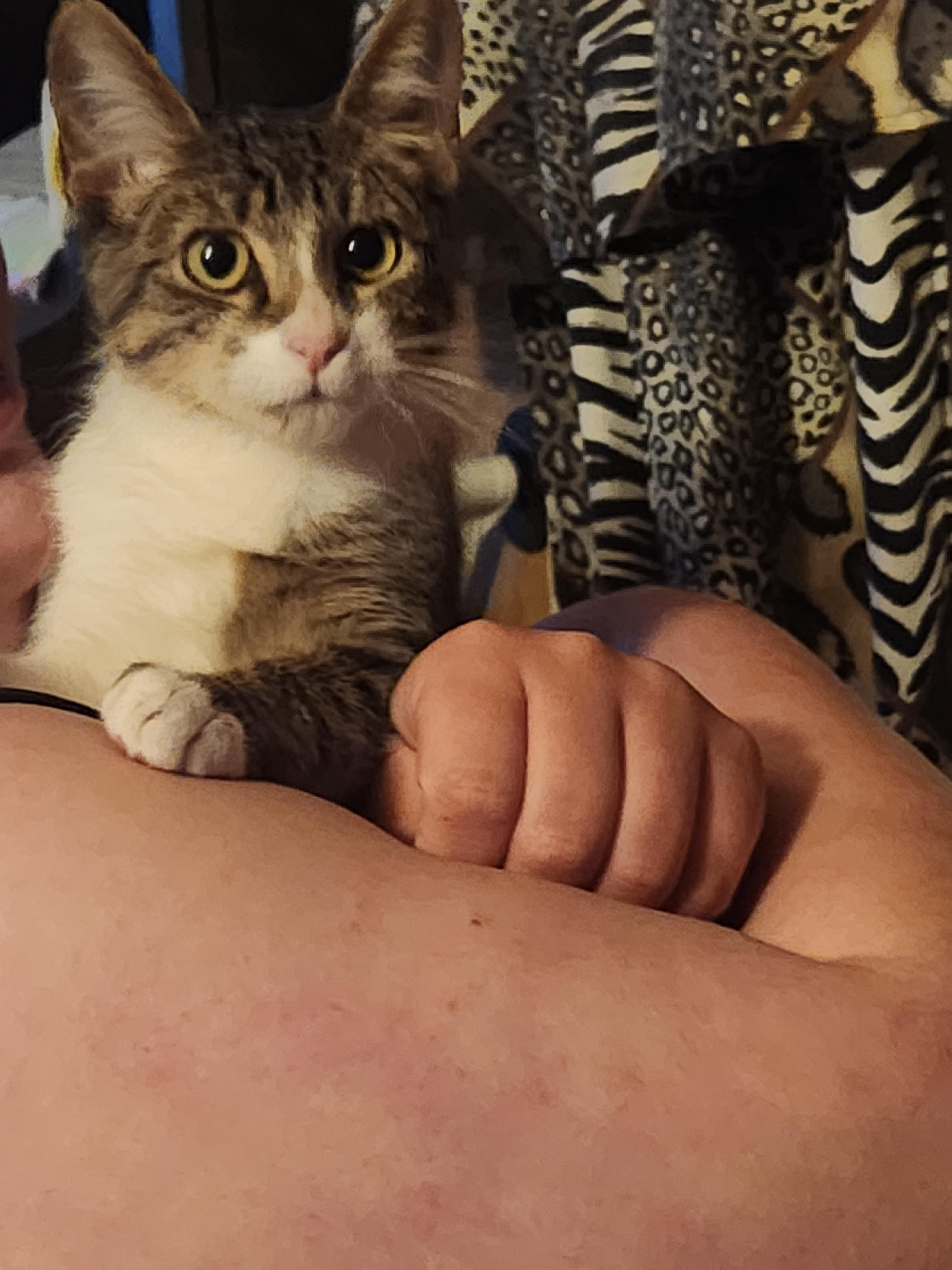 Enlarge Delgado , an adopted Domestic Short Hair in Mount Pleasant, TX image 3/3