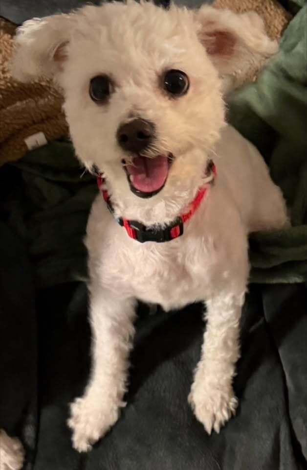 Ginger, Adoptable, Young Female Maltese.