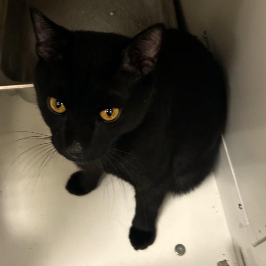 Felix, a Adoptable Domestic Short Hair in Marietta, GA image 1/4