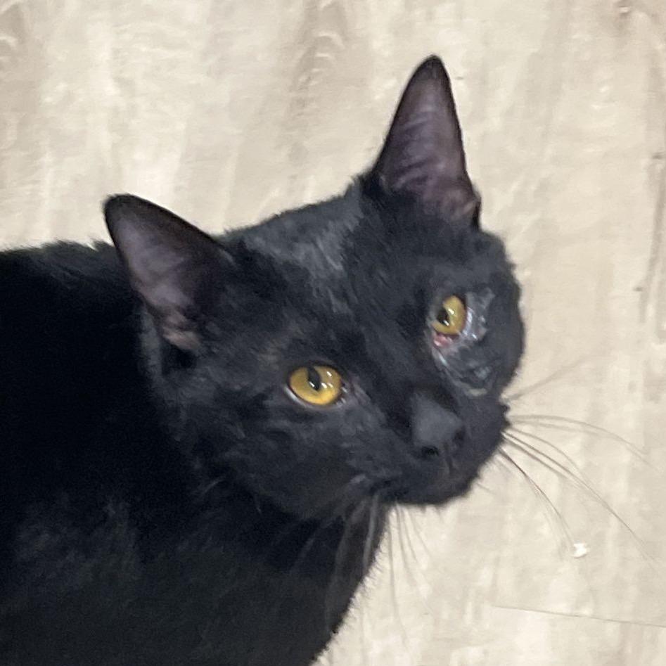 Felix, Adoptable, Young Male Domestic Short Hair.