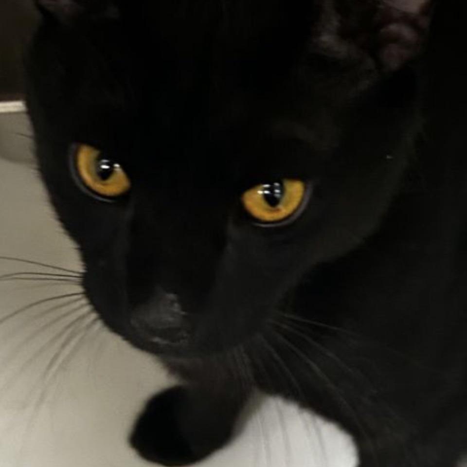 Felix, a Adoptable Domestic Short Hair in Marietta, GA image 3/4