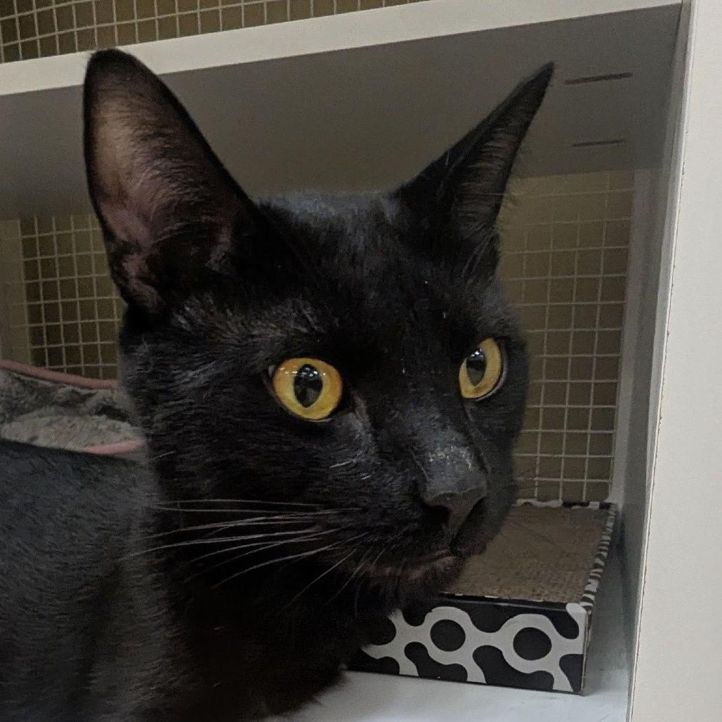 Enlarge Felix, a Adoptable Domestic Short Hair in Marietta, GA image 4/5