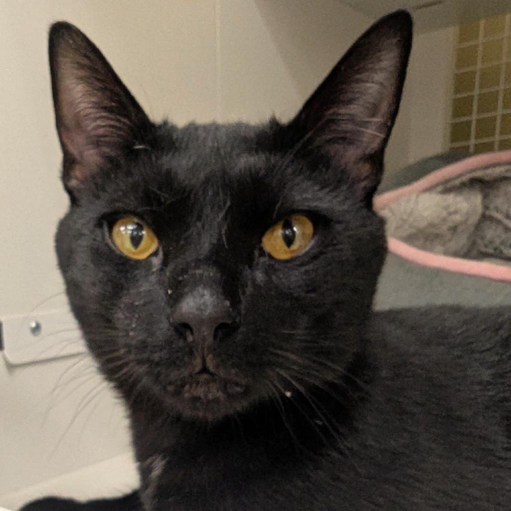 Felix, a Adoptable Domestic Short Hair in Marietta, GA image 4/4