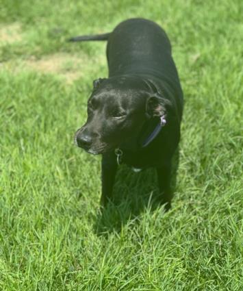 Enlarge MARINA, a Adoptable mixed breed in Austin, TX image 1/1