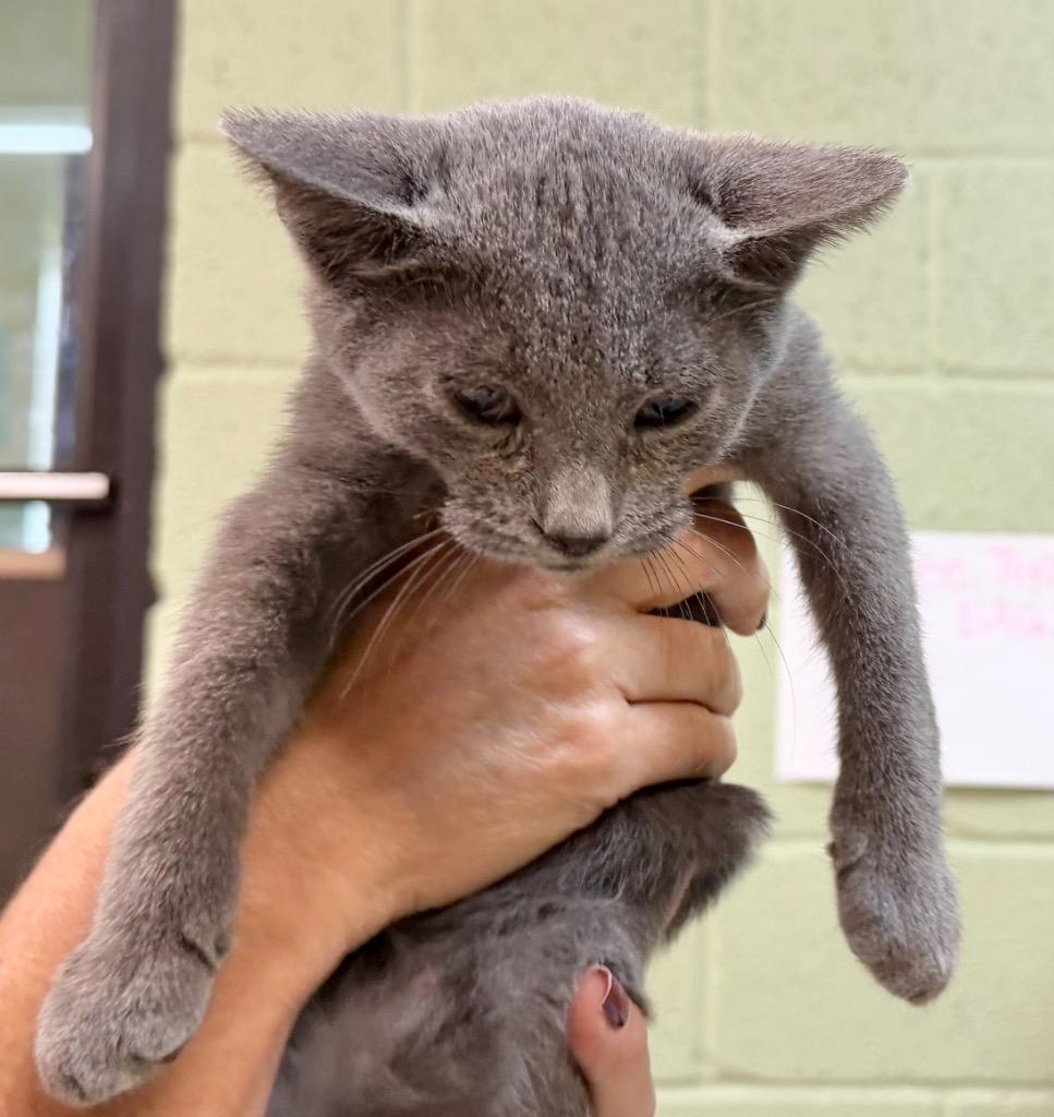 Silver, Adoptable, Kitten Male Domestic Short Hair.