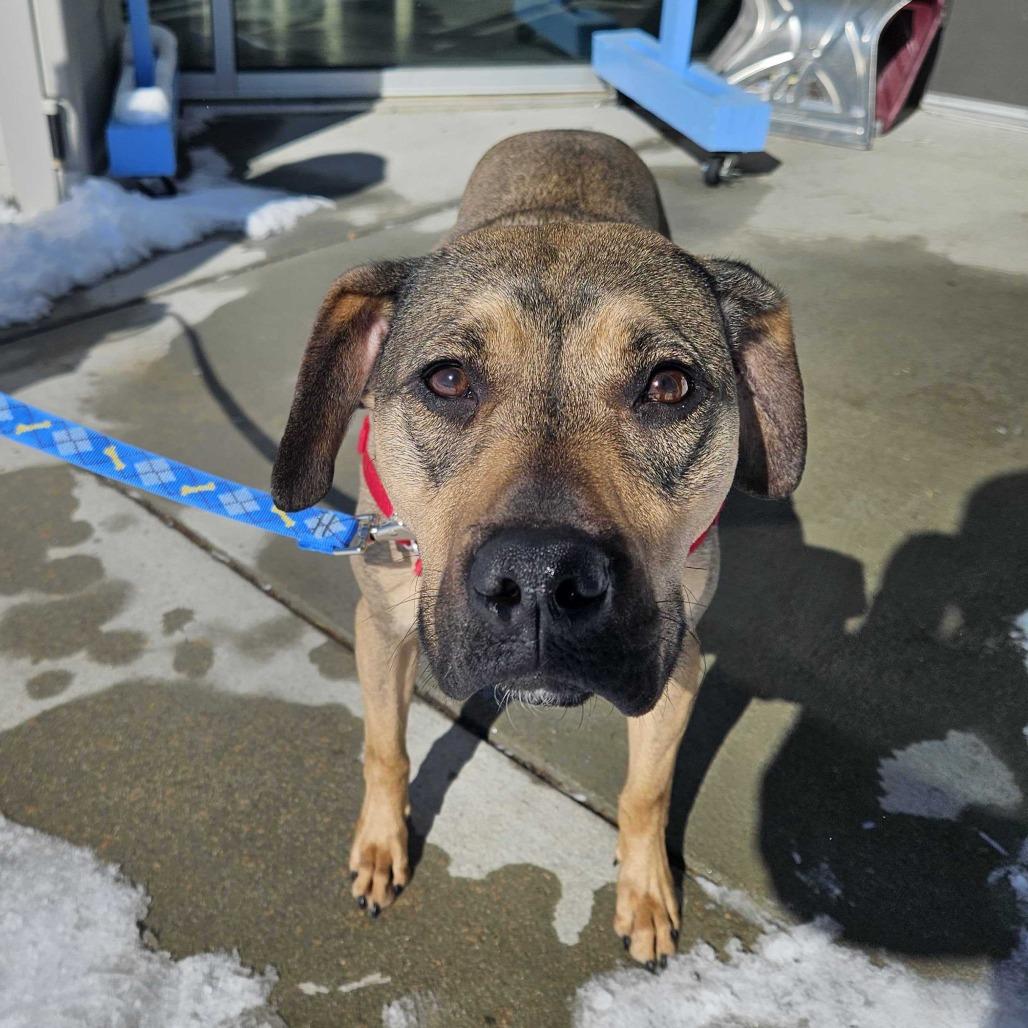 Enlarge Nova, a Adoptable Mixed Breed in Dover, NH image 1/6