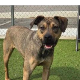 Enlarge Nova, a Adoptable Mixed Breed in Dover, NH image 2/6