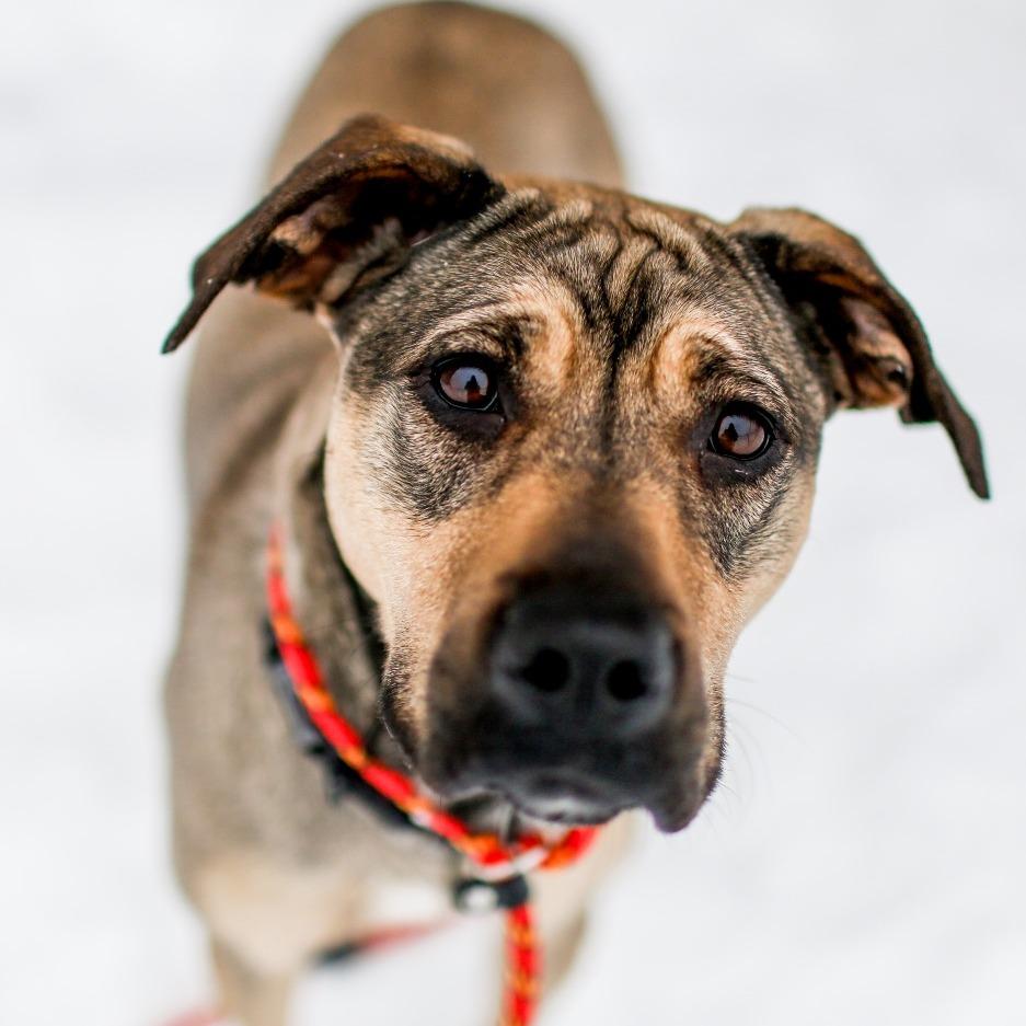 Enlarge Nova, a Adoptable Mixed Breed in Dover, NH image 3/6