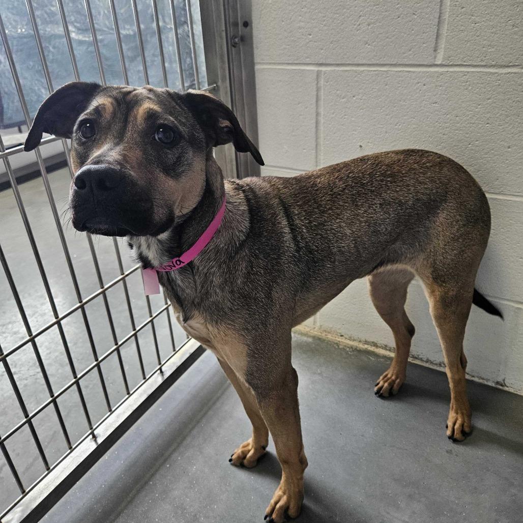 Enlarge Nova, a Adoptable Mixed Breed in Dover, NH image 4/6