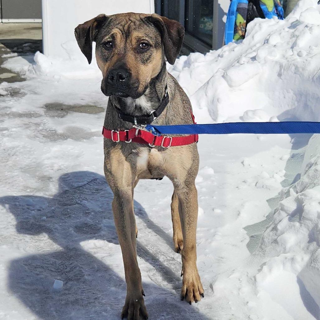 Enlarge Nova, a Adoptable Mixed Breed in Dover, NH image 5/6