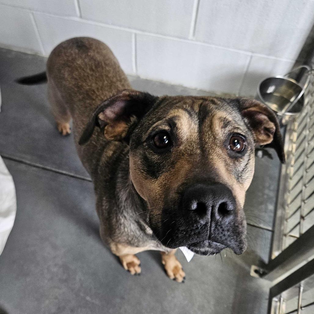 Enlarge Nova, a Adoptable Mixed Breed in Dover, NH image 6/6