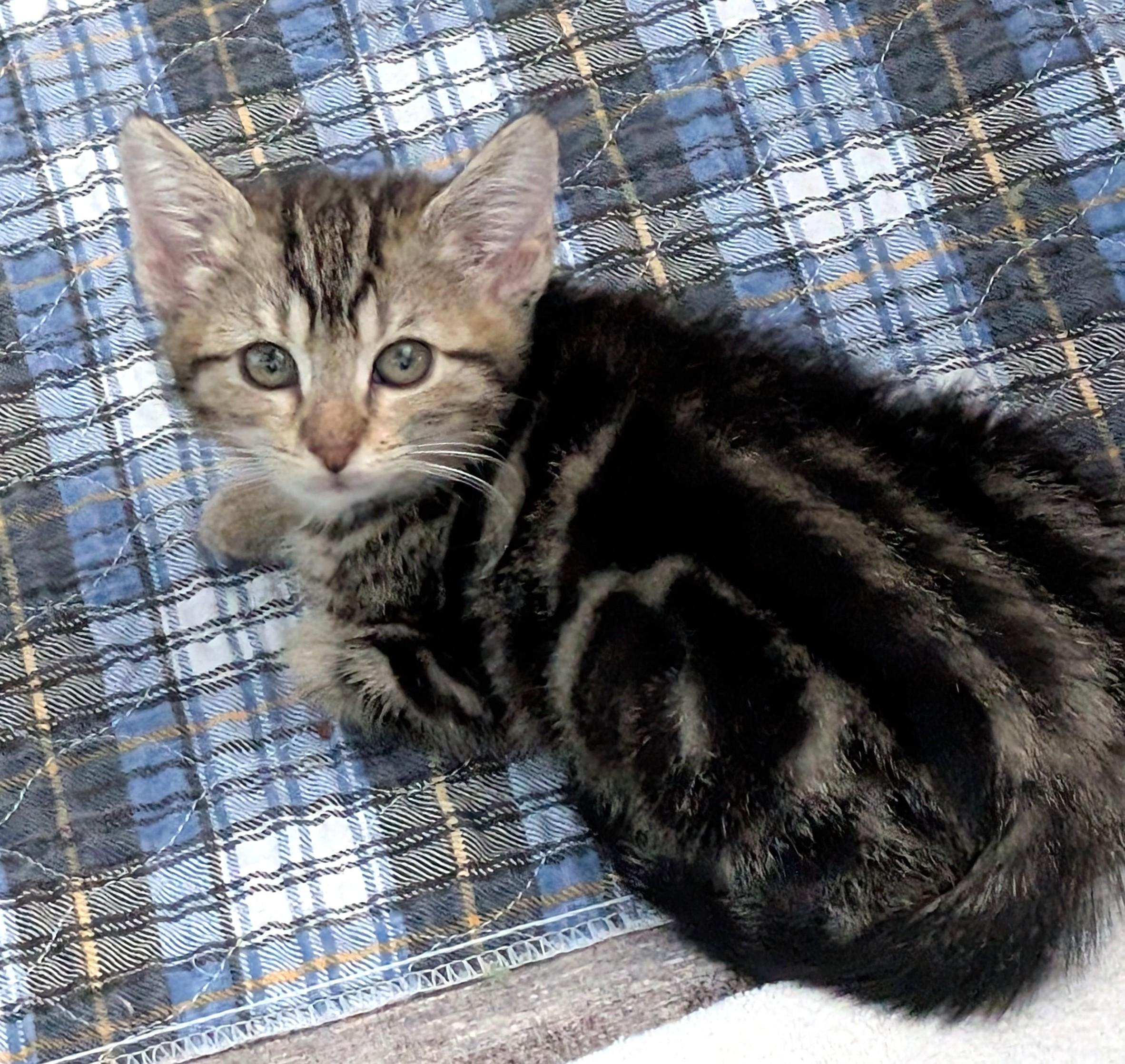 Gingerbread thumbnail 2