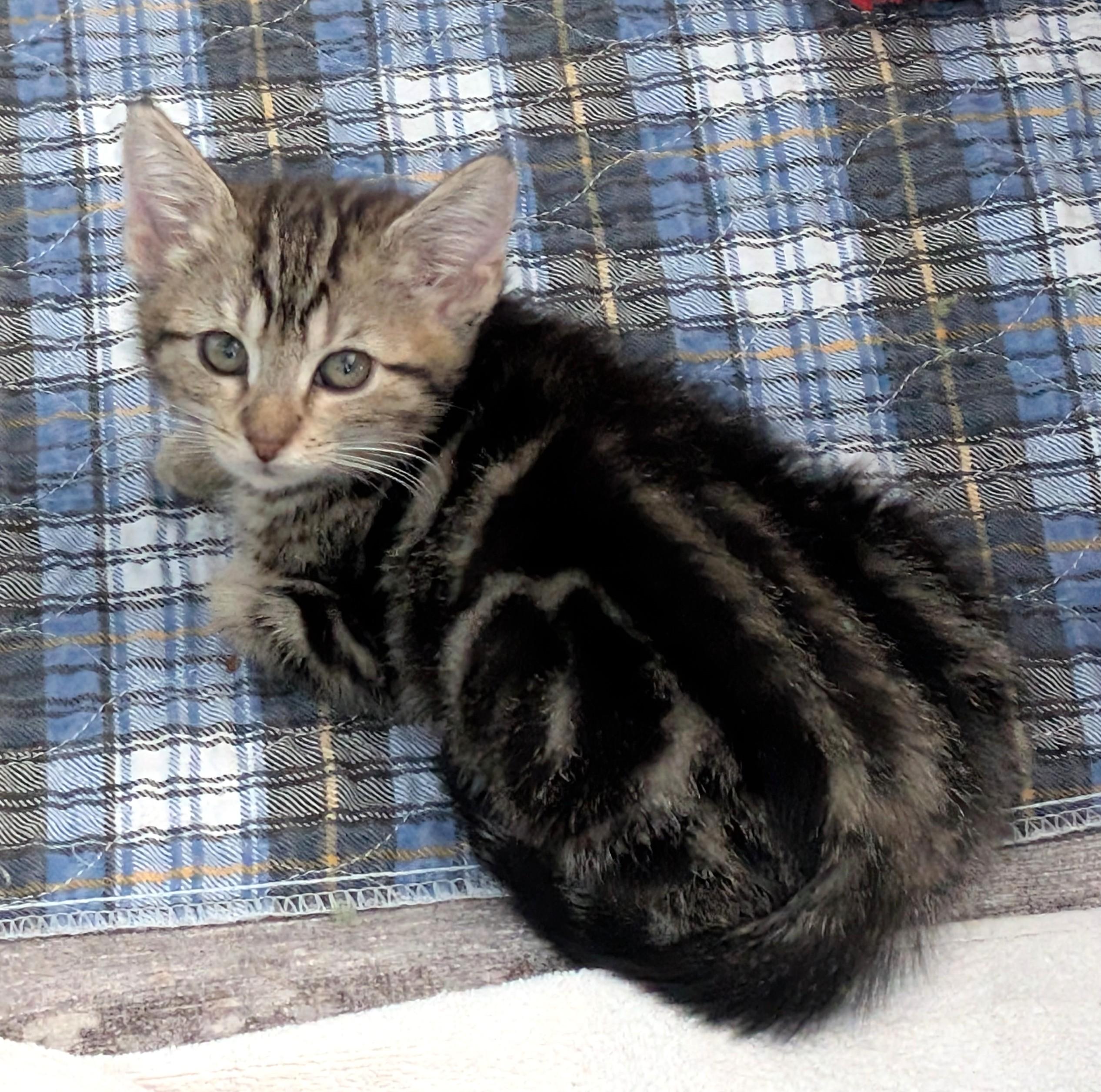 Gingerbread thumbnail 3