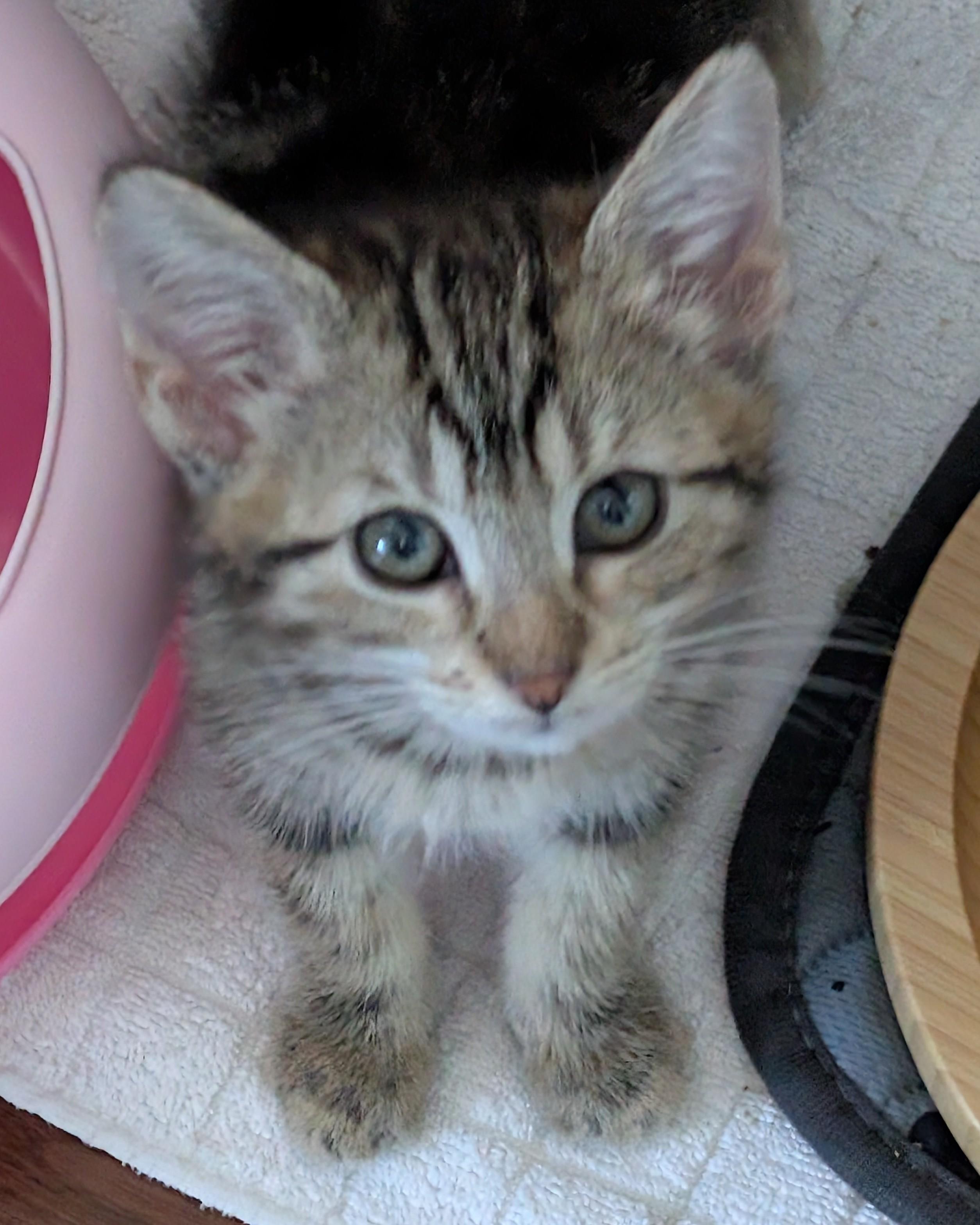 Gingerbread thumbnail 5