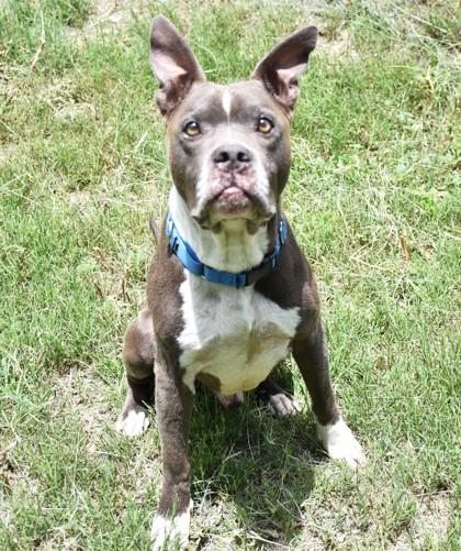 Teddy, an adopted mixed breed in Inverness, FL image 2/4