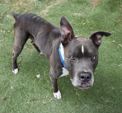 Teddy, an adopted mixed breed in Inverness, FL image 1/4
