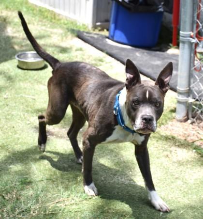 Teddy, an adopted mixed breed in Inverness, FL image 4/4