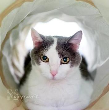 Enlarge April, a Adoptable Domestic Short Hair in Reisterstown, MD image 1/2