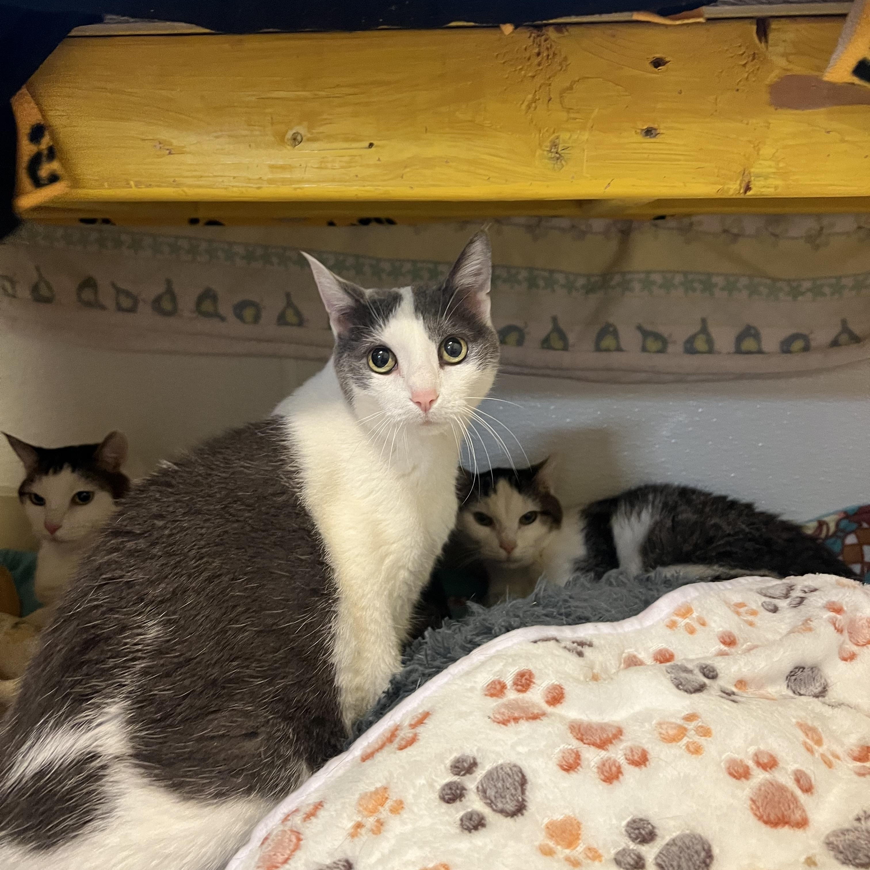 Enlarge April, a Adoptable Domestic Short Hair in Reisterstown, MD image 2/2