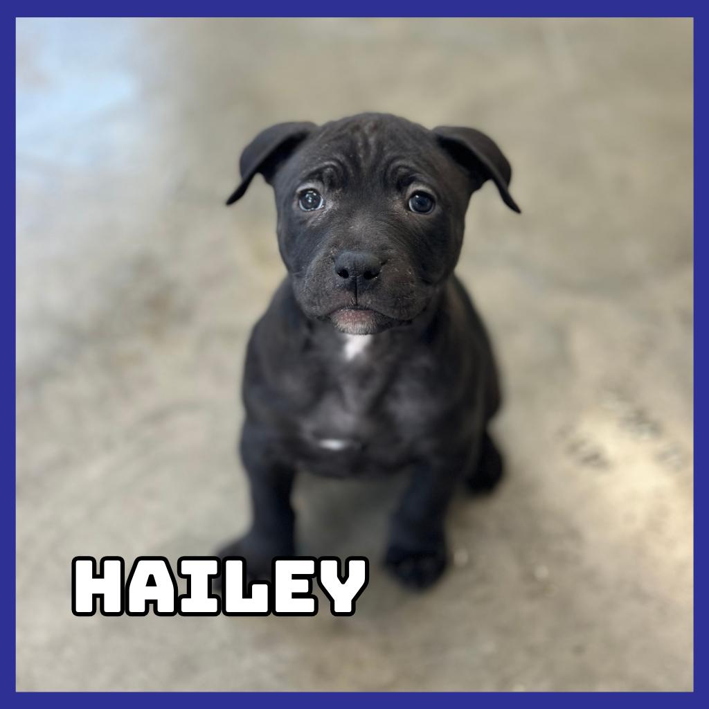 Enlarge Hailey, a Adoptable mixed breed in Glenwood, MN image 1/1