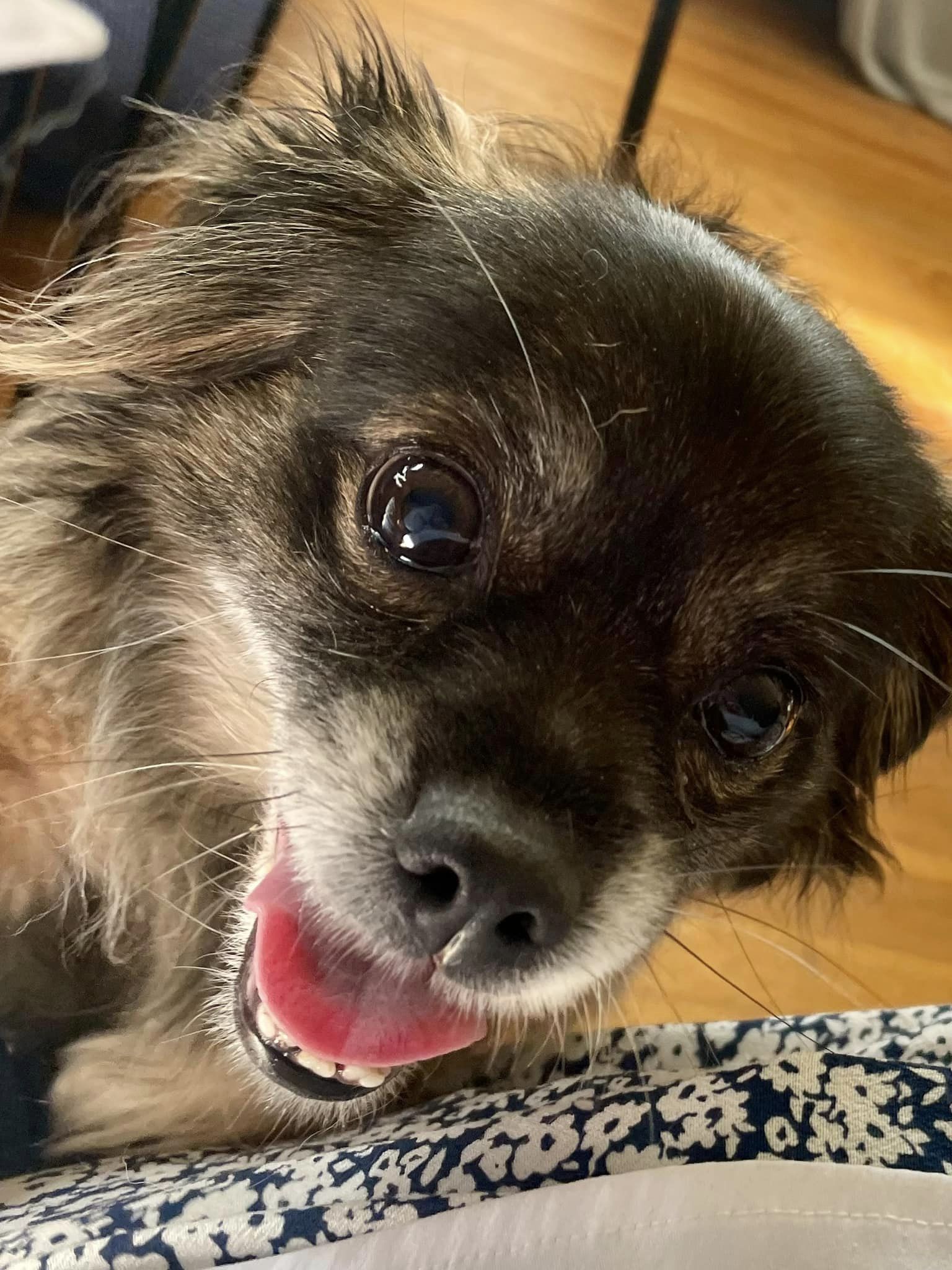 Enlarge Sissy, a Adopted Mixed Breed in Mystic, CT image 1/6