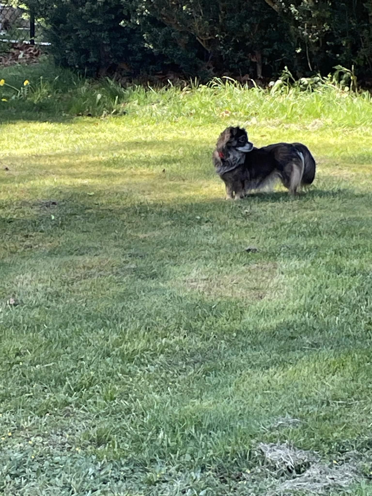 Enlarge Sissy, a Adopted Mixed Breed in Mystic, CT image 2/6