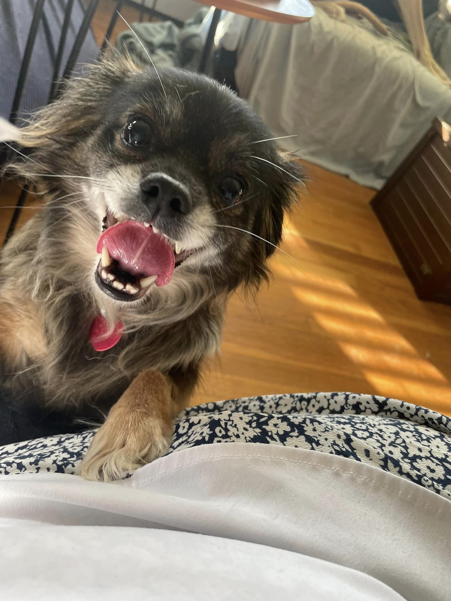 Enlarge Sissy, a Adopted Mixed Breed in Mystic, CT image 3/6