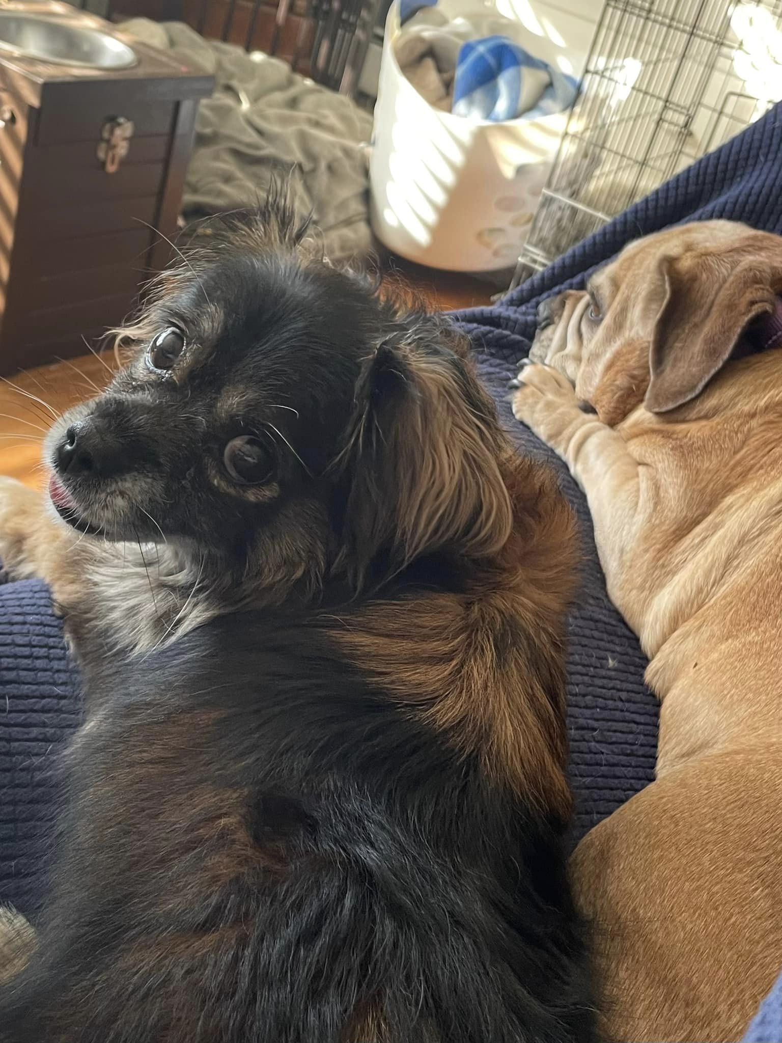 Enlarge Sissy, a Adopted Mixed Breed in Mystic, CT image 4/6