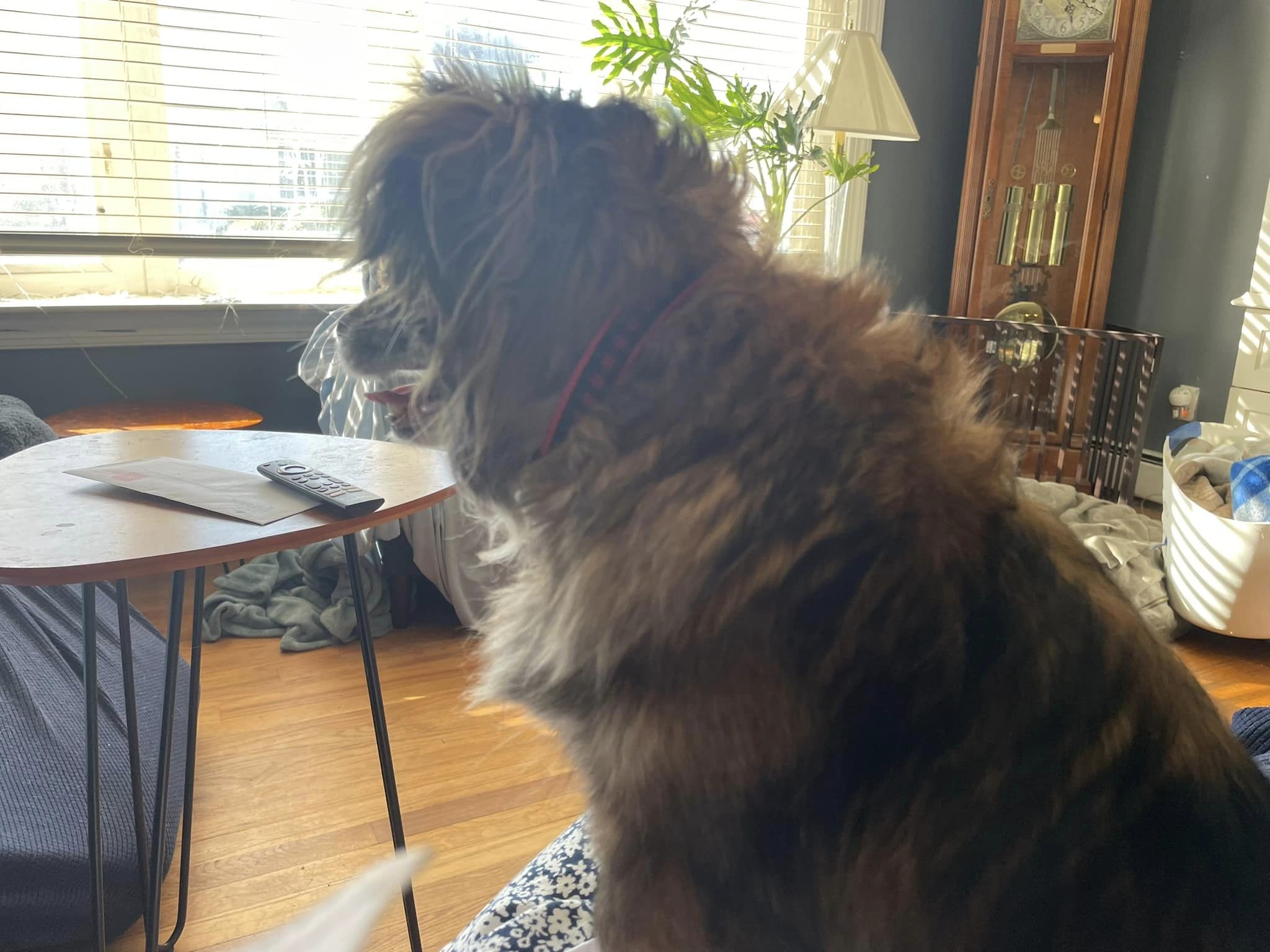 Enlarge Sissy, a Adopted Mixed Breed in Mystic, CT image 5/6