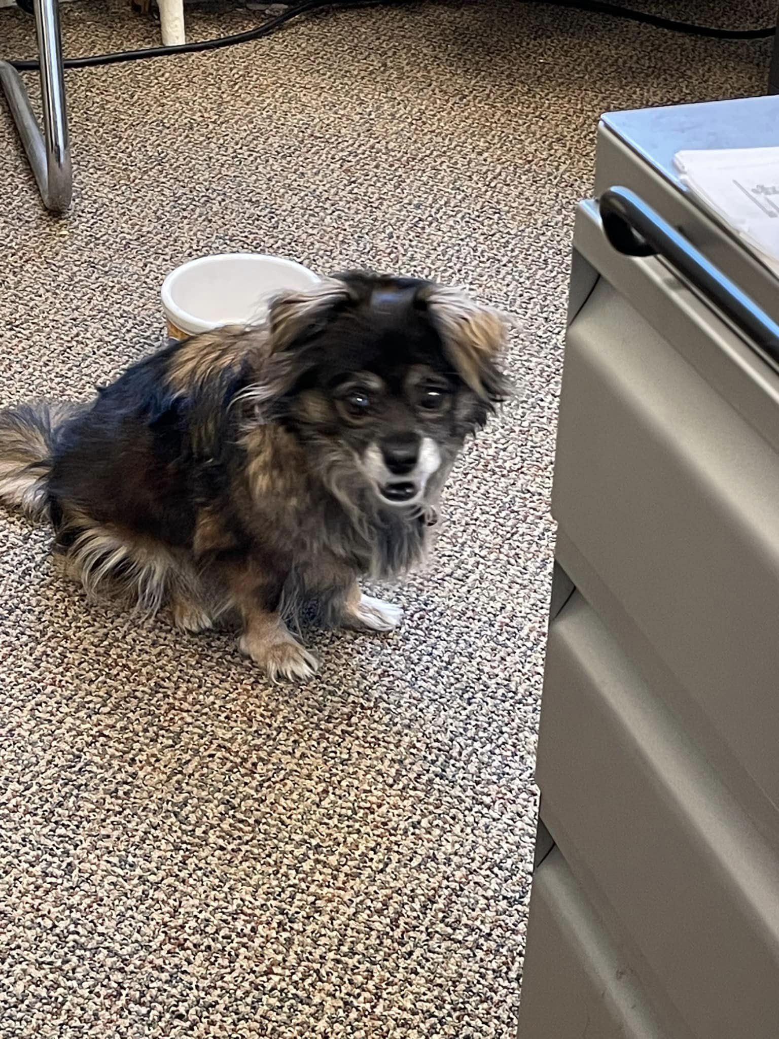 Enlarge Sissy, a Adopted Mixed Breed in Mystic, CT image 6/6