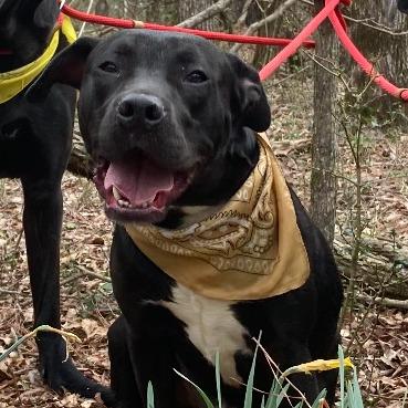 Enlarge Goose, a Adoptable Mixed Breed in Columbus, GA image 1/2