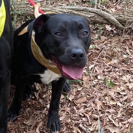 Enlarge Goose, a Adoptable Mixed Breed in Columbus, GA image 2/2