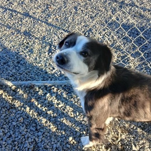 Patches, ADOPTABLE, Young Male Border Collie.