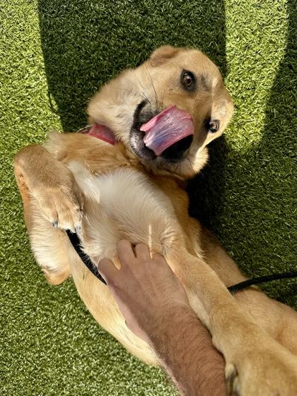 Enlarge Krumpet, a Adoptable mixed breed in Wichita, KS image 2/3