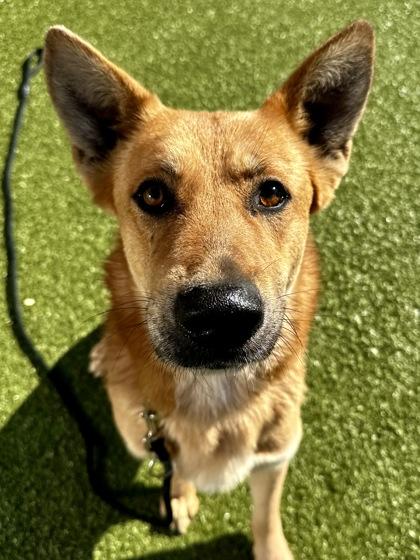 Enlarge Krumpet, a Adoptable mixed breed in Wichita, KS image 3/3