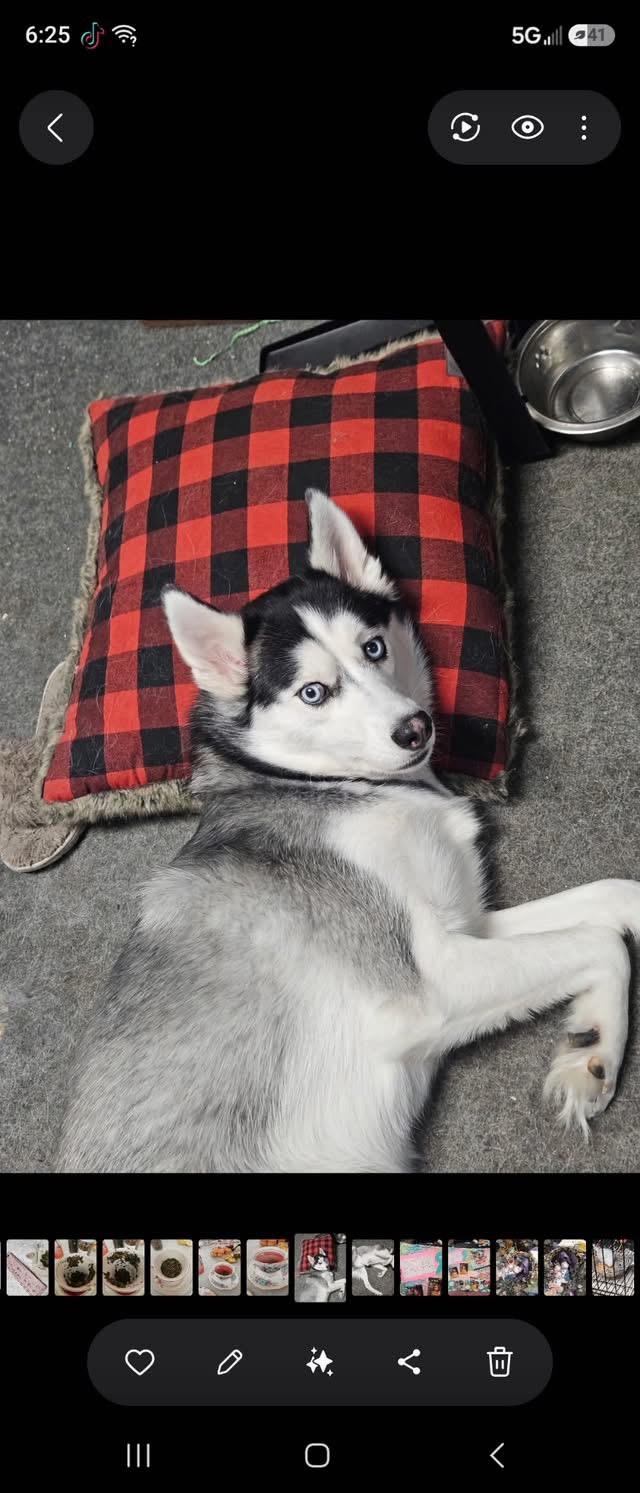 Jax (CP), a ADOPTABLE Husky in Clinton, IL image 3/3
