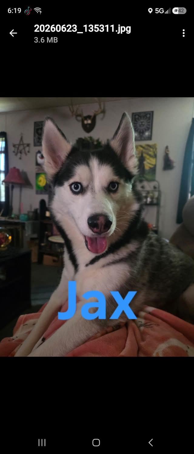 Jax (CP), ADOPTABLE, Adult Male Husky.