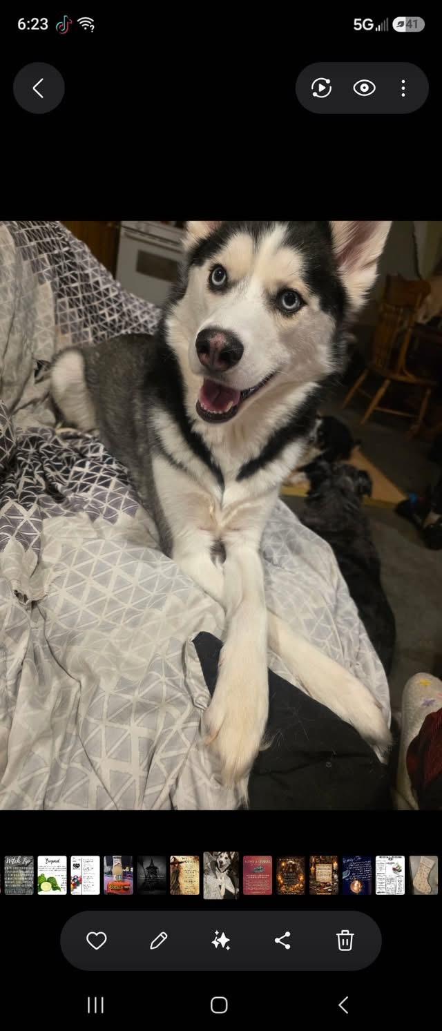 Jax (CP), a ADOPTABLE Husky in Clinton, IL image 2/3
